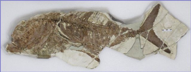 El Museo Arqueológico expone un pez fósil de hace unos 5,5 millones de años hallado en un yacimiento paleontológico de Lorca - 1, Foto 1