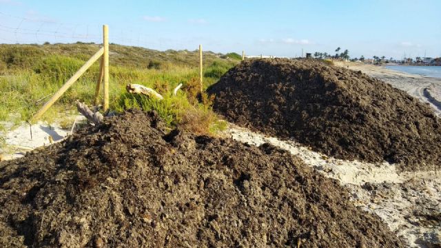 El Ayuntamiento traslada arribazones de posidonia hasta la Playa de la Llana para frenar la erosión litoral - 1, Foto 1