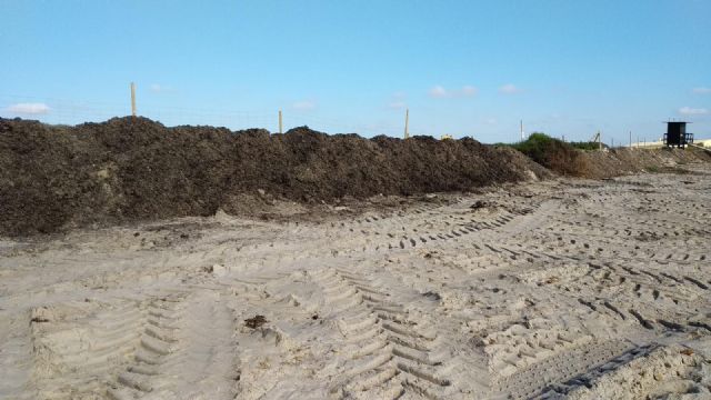 El Ayuntamiento traslada arribazones de posidonia hasta la Playa de la Llana para frenar la erosión litoral - 2, Foto 2