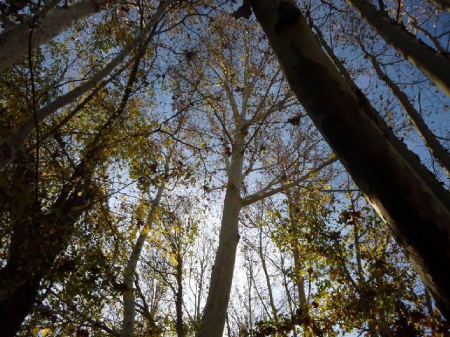 Huermur celebra la actualización del catálogo de árboles monumentales - 1, Foto 1