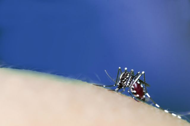 El mosquito tigre duplica su presencia y se expande por toda España este verano - 1, Foto 1