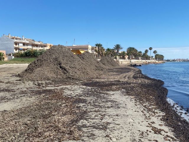 El Ayuntamiento traslada arribazones de posidonia hasta la Playa de la Llana para reforzar su barrera litoral - 2, Foto 2