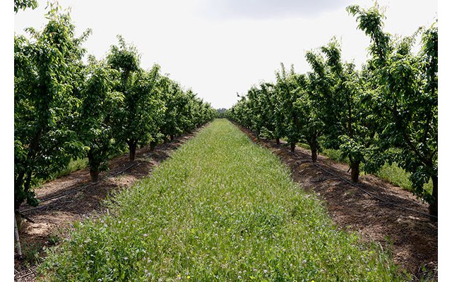UPA pronostica una “escasísima” producción de fruta este verano - 1, Foto 1