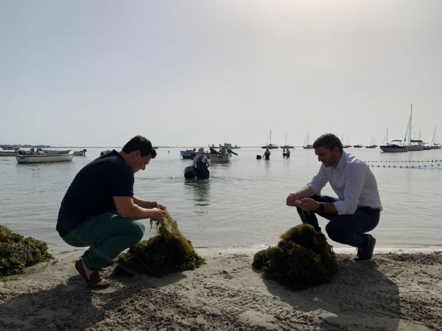 La Comunidad retira más de 10.500 toneladas de biomasa del Mar Menor para evitar que afecte al estado de su ecosistema - 1, Foto 1