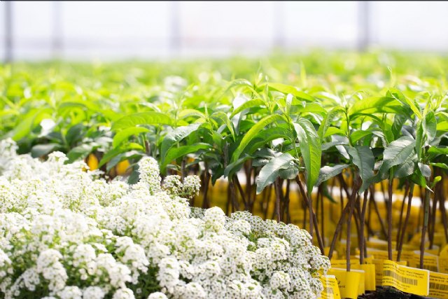 Nuevas variedades, formatos y sistemas de producción en fruta de hueso - 1, Foto 1