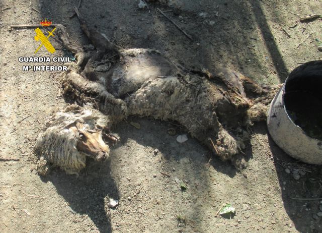 La Guardia Civil investiga a un vecino de Cieza por maltrato animal - 3, Foto 3
