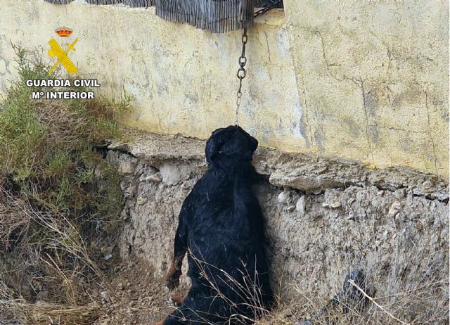 La Guardia Civil investiga a un vecino de Cieza por maltrato animal - 4, Foto 4