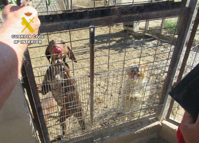 La Guardia Civil investiga a un vecino de Cieza por maltrato animal - 5, Foto 5