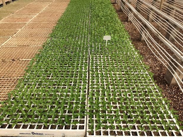 Autoridades municipales visitan las instalaciones de una empresa local dedicada a la fabricación y distribución de productos hortícolas, Foto 9