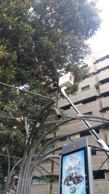 Un equipo de cinco profesionales examinará mañana en profundidad todas las ramas y la estructura del ficus de Santo Domingo - 1, Foto 1