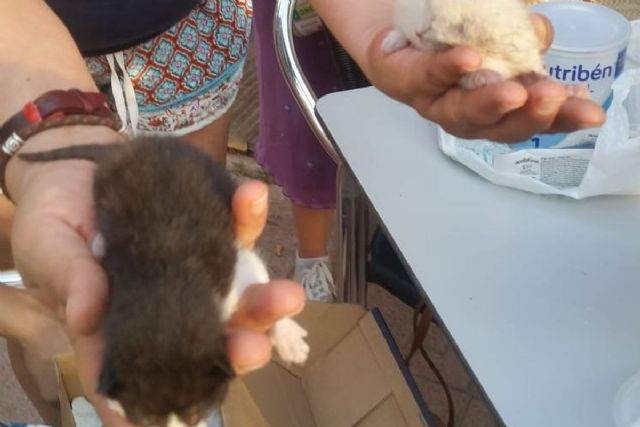 Rescatados cuatro cachorros de gato en La Manga - 1, Foto 1