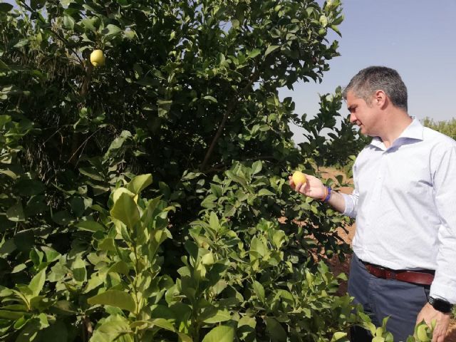 Agricultura estudia la viabilidad del cultivo de un nuevo limón Verna en el municipio de Lorca - 2, Foto 2