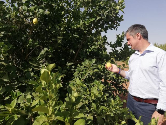 Agricultura estudia la viabilidad del cultivo de un nuevo limón Verna en el municipio de Lorca - 2, Foto 2