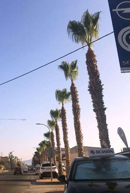 Las palmeras de la calle Antón Tobalo reciben su poda de verano - 1, Foto 1