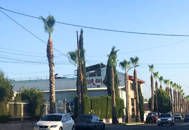 Las palmeras de la calle Antón Tobalo reciben su poda de verano - 2, Foto 2