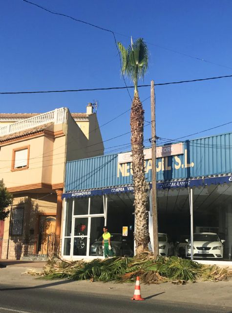 Las palmeras de la calle Antón Tobalo reciben su poda de verano - 3, Foto 3