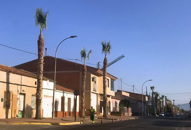 Las palmeras de la calle Antón Tobalo reciben su poda de verano - 4, Foto 4