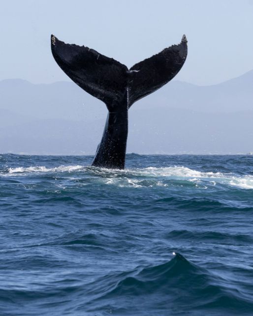 Día Mundial de las Ballenas y los Delfines: ONG piden reforzar la protección de los mamíferos marinos - 2, Foto 2