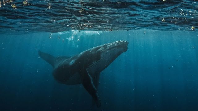 Día Mundial de las Ballenas y los Delfines: ONG piden reforzar la protección de los mamíferos marinos - 3, Foto 3