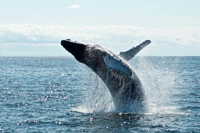 Día Mundial de las Ballenas y los Delfines: ONG piden reforzar la protección de los mamíferos marinos - 4, Foto 4