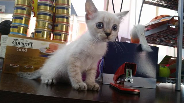 Esta pequeña gatita ha sido encontrada tirada en un contenedor