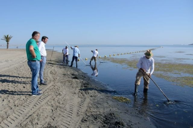 Medio Ambiente pone en marcha por segunda vez el protocolo de limpieza de algas superficiales de las aguas de Los Urrutias - 1, Foto 1