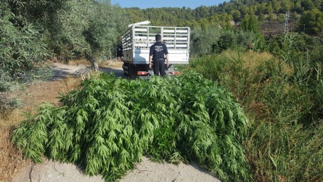 La Policía Local de Moratalla ha asestado un golpe al tráfico de drogas en el municipio al localizar una plantación de marihuana - 1, Foto 1