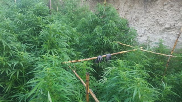La Policía Local de Moratalla ha asestado un golpe al tráfico de drogas en el municipio al localizar una plantación de marihuana - 2, Foto 2