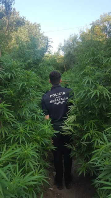 La Policía Local de Moratalla ha asestado un golpe al tráfico de drogas en el municipio al localizar una plantación de marihuana - 3, Foto 3