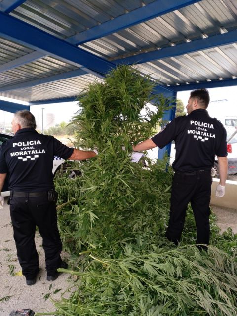 La Policía Local de Moratalla ha asestado un golpe al tráfico de drogas en el municipio al localizar una plantación de marihuana - 4, Foto 4