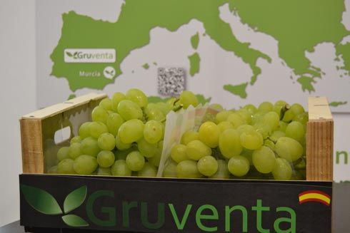 Gruventa valora como “formidable” en calidad la campaña de uvas apirenas - 1, Foto 1