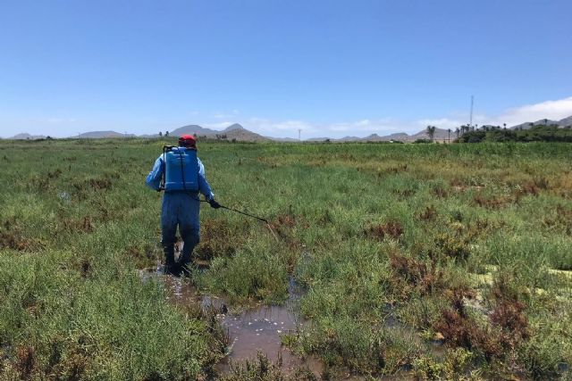La Concejalía de Sanidad refuerza las actuaciones en el litoral y las diputaciones para evitar la proliferación de mosquitos - 1, Foto 1