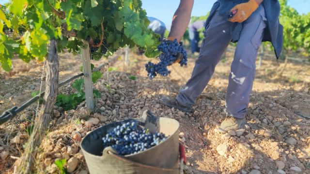 La vendimia se adelanta para las variedades de regadío - 2, Foto 2