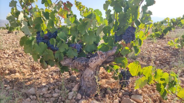 La vendimia se adelanta para las variedades de regadío - 3, Foto 3