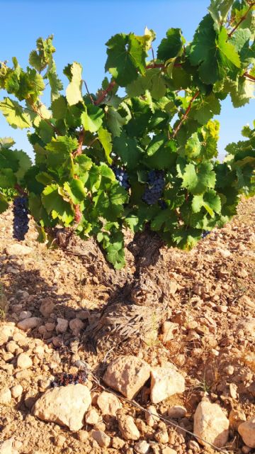 La vendimia se adelanta para las variedades de regadío - 4, Foto 4