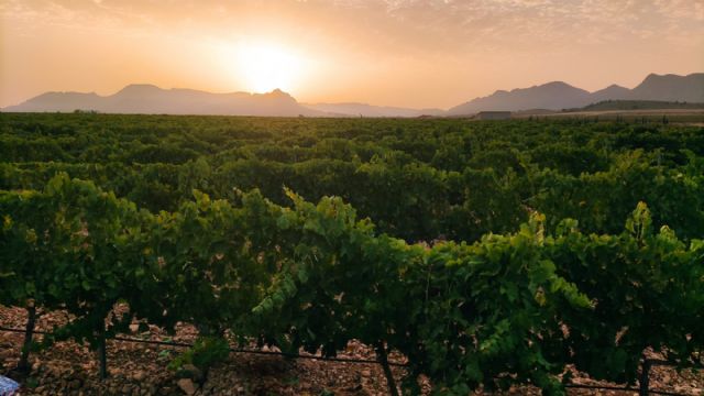 La vendimia se adelanta para las variedades de regadío - 5, Foto 5