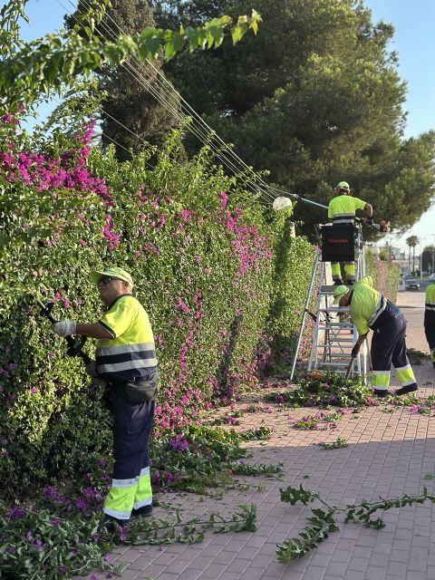 Torrevieja continúa mejorando sus zonas verdes con actuaciones de mantenimiento y renovación - 3, Foto 3