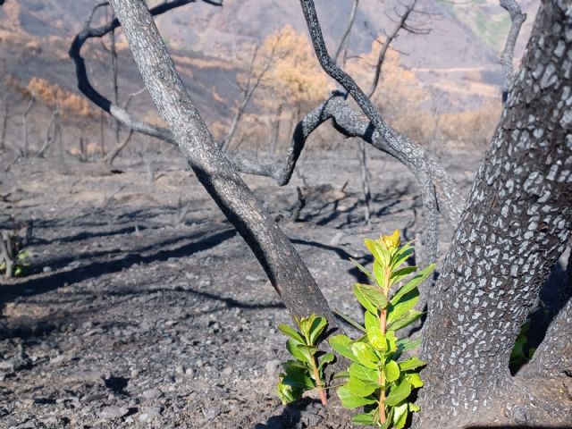 ¿Y después del incendio, qué? - 2, Foto 2