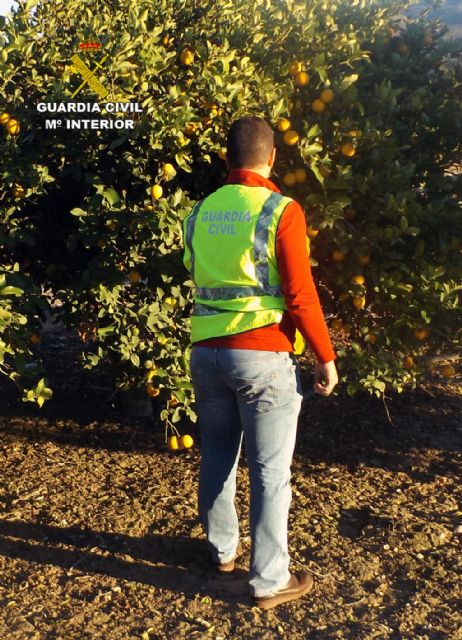 La Guardia Civil desmantela un nutrido grupo delictivo dedicado a la sustraccin de limones en el Valle del Guadalentn, Foto 8