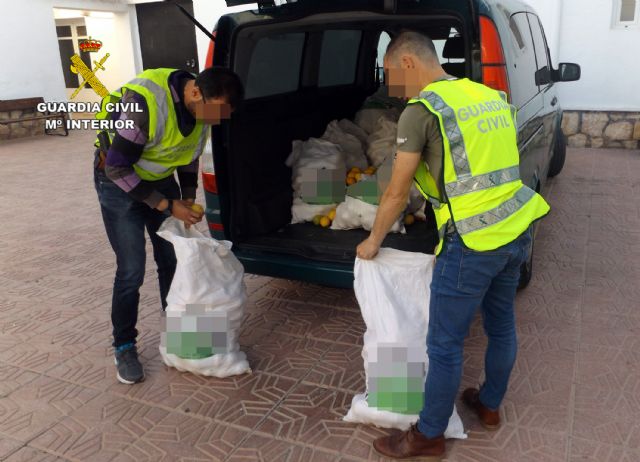 La Guardia Civil desmantela un nutrido grupo delictivo dedicado a la sustraccin de limones en el Valle del Guadalentn, Foto 9