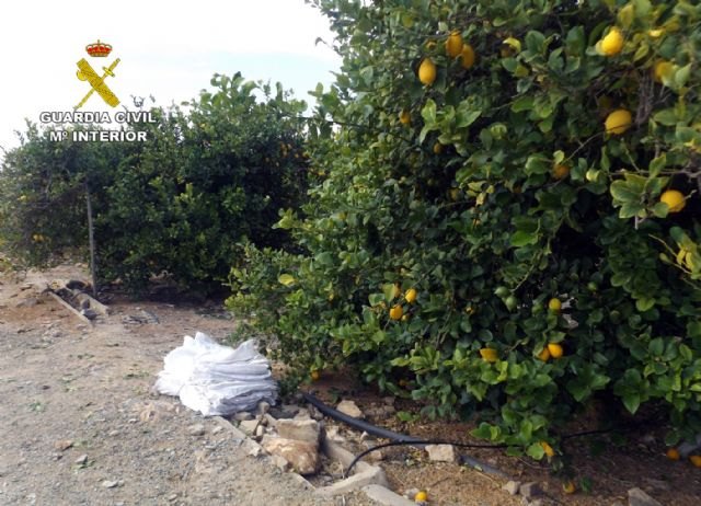La Guardia Civil desmantela un nutrido grupo delictivo dedicado a la sustracción de limones en el Valle del Guadalentín, Foto 1