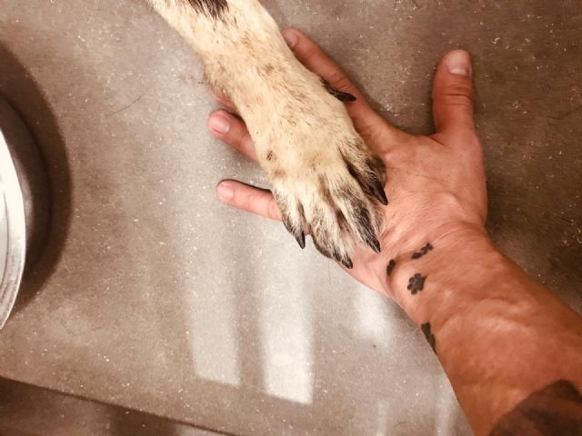 La Policía Local de Lorca despide con cariño a Dody, uno de los perros fundadores de la Unidad Canina del municipio - 2, Foto 2