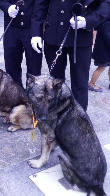 La Policía Local de Lorca despide con cariño a Dody, uno de los perros fundadores de la Unidad Canina del municipio - 5, Foto 5