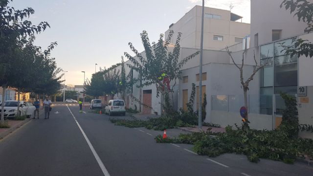 Comienza la poda de más de 20.000 moreras - 1, Foto 1