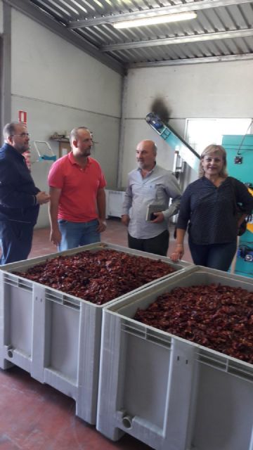 Álvarez Castellanos, Coordinador Regional de IU en la Región de Murcia, visita en Totana una empresa productora de pimiento para pimentón, Foto 2