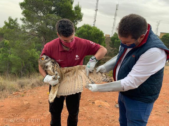 Liberan un ejemplar de búho real tras su paso por el Centro de Recuperación de Fauna, Foto 1