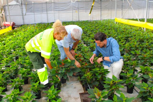 Unas 6.100 flores de pascua 'vestirán' con los colores de la Navidad los jardines en los primeros días de diciembre - 1, Foto 1
