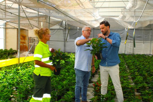 Unas 6.100 flores de pascua 'vestirán' con los colores de la Navidad los jardines en los primeros días de diciembre - 2, Foto 2