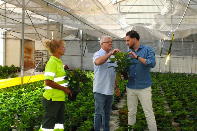 Unas 6.100 flores de pascua 'vestirán' con los colores de la Navidad los jardines en los primeros días de diciembre - 3, Foto 3