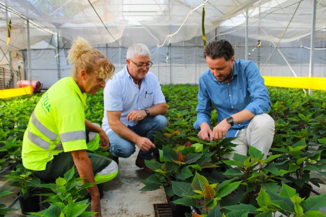 Unas 6.100 flores de pascua 'vestirán' con los colores de la Navidad los jardines en los primeros días de diciembre - 4, Foto 4